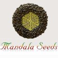 mandala-seeds-hanfsamen-cannabis-seed-1.jpg