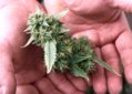 Harvesting Marijuana.jpg