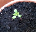 3-leaf-seedling-marijuana.jpg